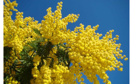 Appel aux bonnes volontés